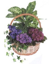 �zmit �i�ek�i  kar���k saks� �i�e�i i� mekan bitkileri s�s bitkisi