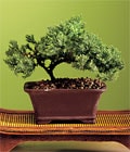 �i�ek sipari� sitesi bonsai bitkisi minyat�r a�a�