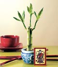 Lucky Bamboo �ans mele�i �i�e�i bambu �i�e�i �i�ek yollama sitemizden  