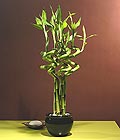 izmite �i�ek sat��� Lucky Bamboo �ans mele�i �i�e�i bambu �i�e�i