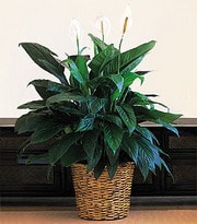 kocaeli �i�ek sat�� firmas�  Spathiphyllum saks� �i�e�i i� mekan bitkileri s�s bitkisi