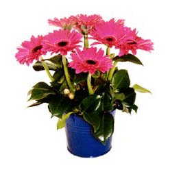 �i�ek yolla �r�n�  Gerbera aranjman �i�e�i izmite �i�ek sat���