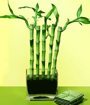 kocaeline �i�ek g�nderimi  Lucky Bamboo �ans mele�i �i�e�i bambu �i�e�i