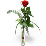 Kocaeli  deki �i�ek�iler Camda sadece tek k�rm�z� g�l izmite �i�ek sat���