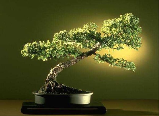 uluslararas� �i�ek�iden  Bonsai k���k japon a�ac� i� mekan s�s bitkisi