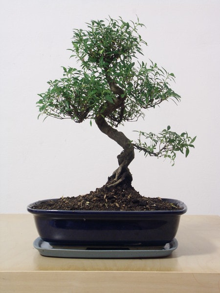 Japon a�ac� Bonsai saks� �i�e�i i� mekan bitkileri s�s bitkisi �zmit cickciden  