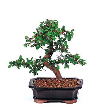 Minyat�r a�a� Bonsai saks� �i�e�i i� mekan bitkileri s�s bitkisi �zenle haz�rlanm�� �i�ekler  