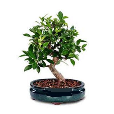 Sizin �i�ek�inizden  Bonsai saks� �i�e�i i� mekan bitkileri s�s bitkisi