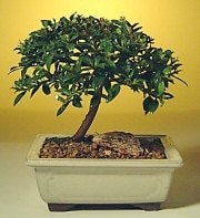 Bonsai k���k japon a�ac� i� mekan s�s bitkisi G�zel �i�ekler  