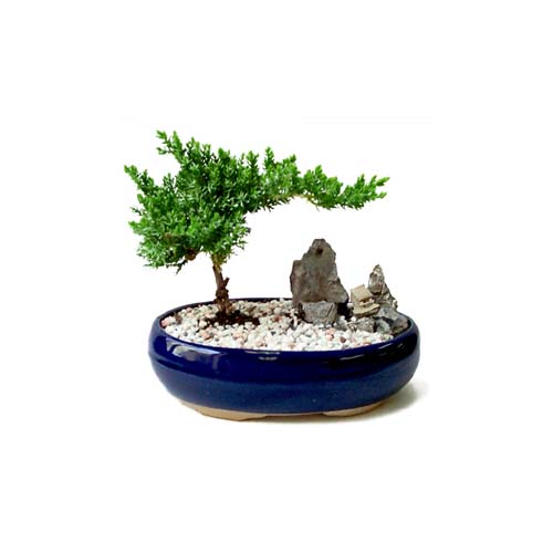 Bonsai k���k japon a�ac� i� mekan s�s bitkisi kocaeli �i�ek�iler  