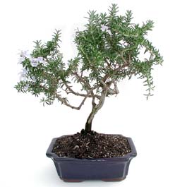 Bonsai k���k japon a�ac� i� mekan s�s bitkisi Kocaeli i�in �zel �i�ekler  