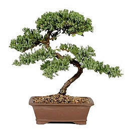 Bonsai k���k japon a�ac� i� mekan s�s bitkisi Kocaeline �i�ek yolla 