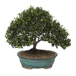 Bonsai k���k japon a�ac� i� mekan s�s bitkisi Kocaeli �i�ek�i  