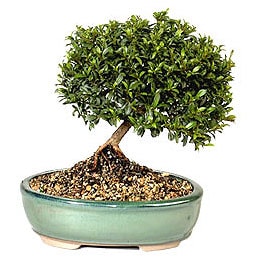 Bonsai k���k japon a�ac� i� mekan s�s bitkisi T�m T�rkiyeye g�zl �i�ekler  
