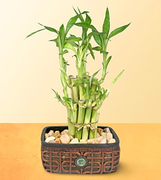 Kocaeli  deki �i�ek�iler Lucky Bamboo �ans mele�i �i�e�i bambu �i�e�i