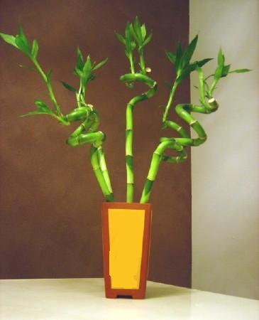 izmit ucuz �i�ek firmas�ndan  Lucky Bamboo �ans mele�i �i�e�i bambu �i�e�i