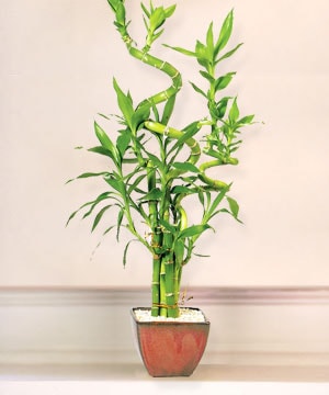 kocaeli ucuz �i�ek sitemizden  Lucky Bamboo �ans mele�i �i�e�i bambu �i�e�i