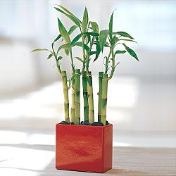 �zenle haz�rlanm�� �i�ekler  Lucky Bamboo �ans mele�i �i�e�i bambu �i�e�i