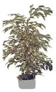 �zmit �i�ek�i  Ficus starlight benjamin saks� �i�e�i i� mekan bitkileri s�s bitkisi