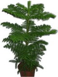 uluslararas� �i�ek�iden  Araucaria salon �am� saks� �i�e�i i� mekan bitkileri s�s bitkisi