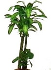 �i�ek yollama sitemizden  Dracaena massengena yuka saks� �i�e�i i� mekan bitkileri s�s bitkisi