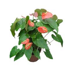 izmit ucuz �i�ek firmas�ndan  Anthurium saks� �i�e�i i� mekan bitkileri
