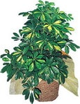 Schefflera gold saks� �i�e�i i� mekan bitkiler kocaeline �i�ek g�nderimi  