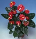 kocaeli �i�ek sat�� firmas�  Anthurium saks� �i�e�i i� mekan bitkileri s�s bitkisi